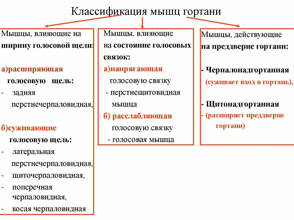 Какая мышца расширяет голосовую щель. Таблица по мышцам гортани. мышцы гортани суживающие голосовую щель. мышцы гортани расширяющие голосовую щель. классификация мышц гортани.