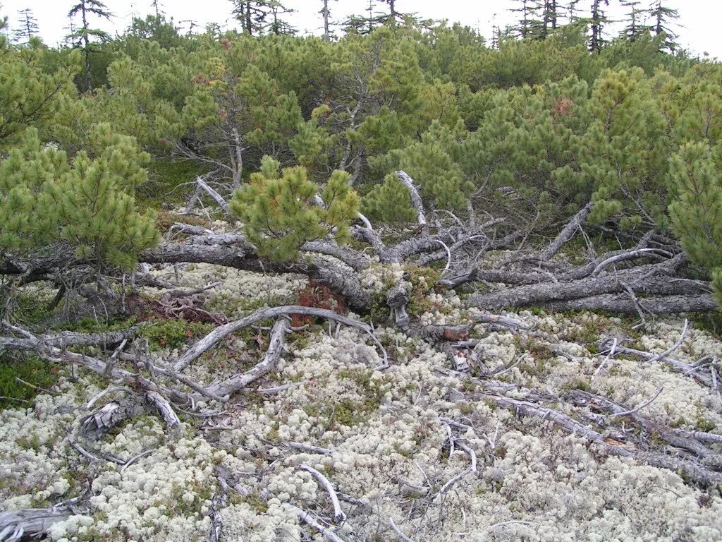 Деревья растущие на севере. Кедровый стланик (Pinus pumila). Кедровый стланик в тундре. Сибирский стланик. Кедровый и Ольховый стланик.