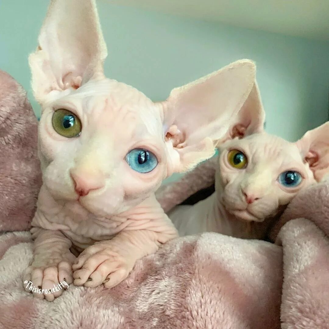 Allegra sphynx. Друзья сфинксов. Британский сфинкс. Голый кот. Канадский сфинкс разноглазый.