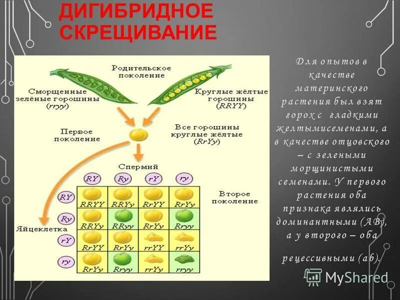 Дигибридное скрещивание первое поколение