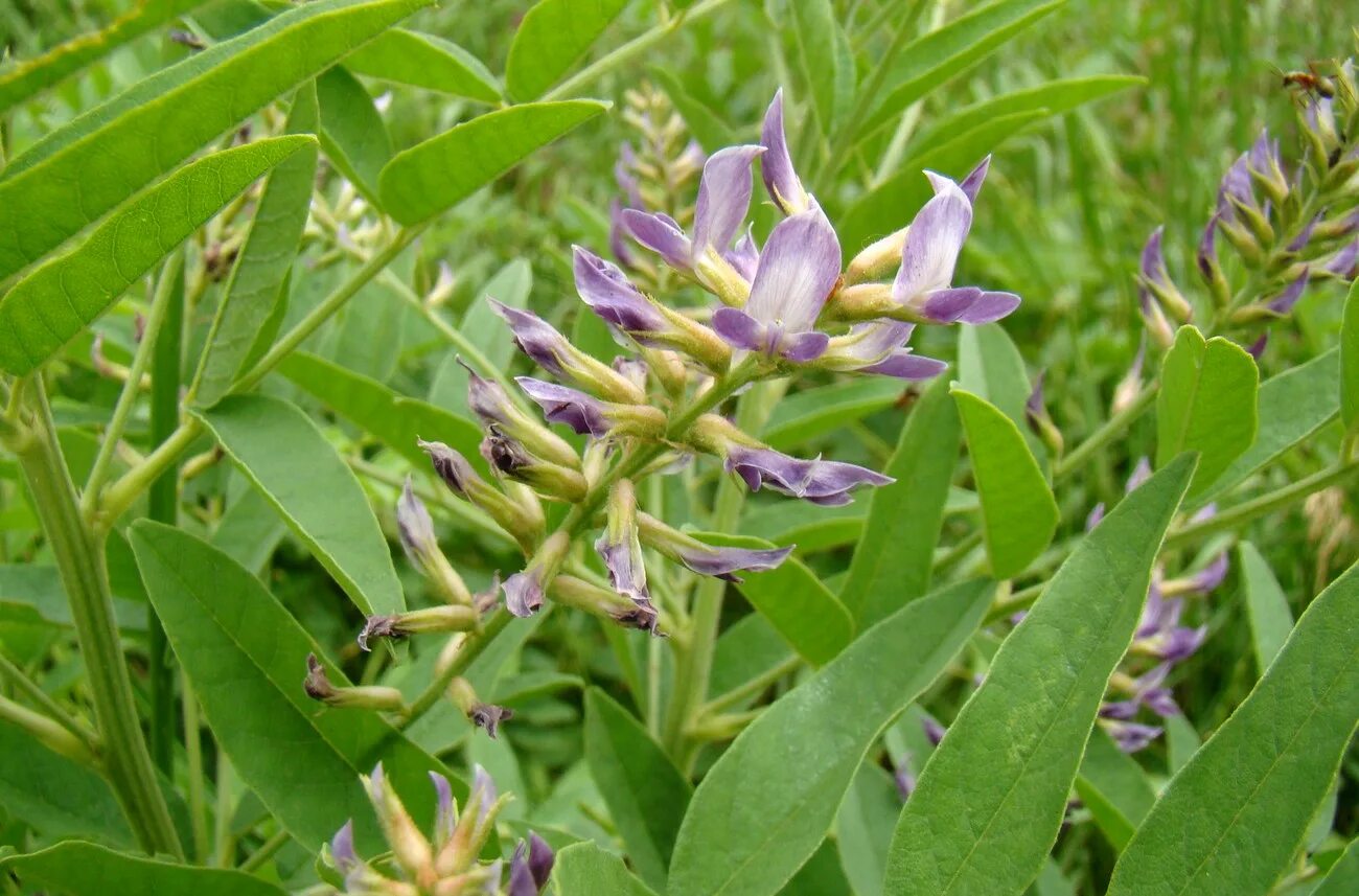 Солодка 7 букв. Glycyrrhiza glabra. Солодка Уральская (Glycyrrhiza uralensis). Лакрица Солодка растение. Растения Glycyrrhiza glabra.