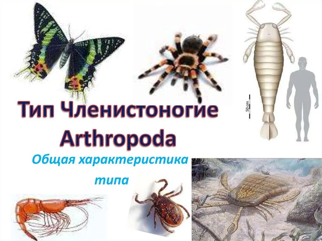 3 класса типа членистоногих. Тип Членистоногие. Тип Членистоногие Arthropoda. Членистоногие презентация. Членистоногие биология 7 класс.