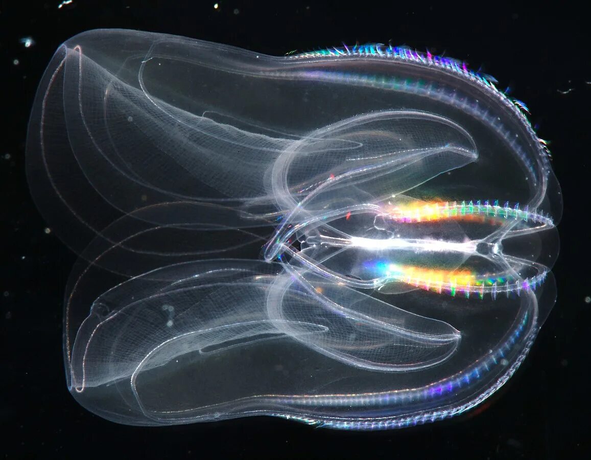 Comb jellies. Медуза Гребневик мнемиопсис. Гребневик мнемиопсис в Каспийском море. Медуза Гребневик черного моря. Mnemiopsis leidyi в черном море.