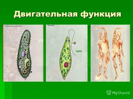 Двигательная функция белка