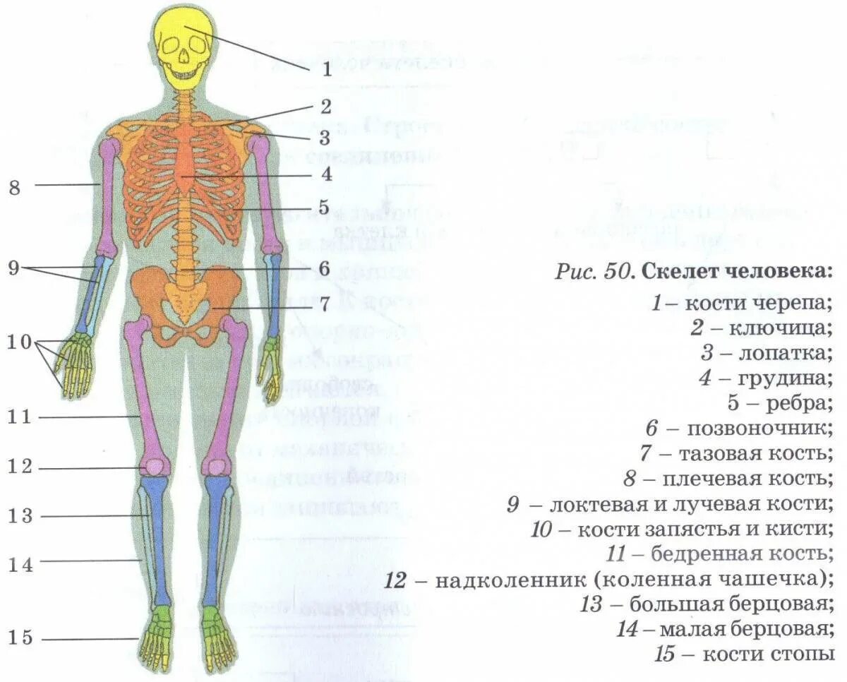 Схема строения человека 4 класс. Схема опорно двигательной системы человека. Строение скелета биология. Строение скелета с органами. Схема строения человека в рисунке.