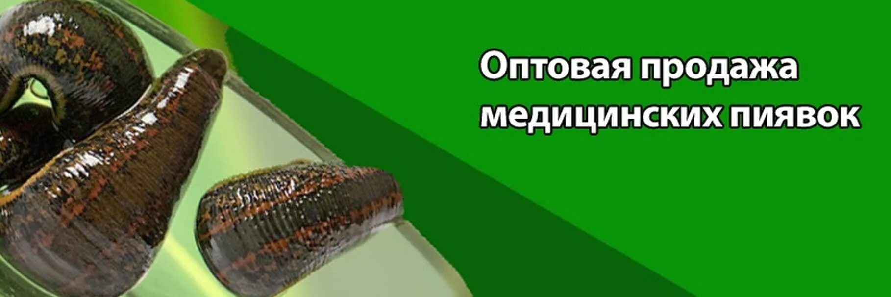 Пиявки ростов. Сибирская Биофабрика медицинской пиявки, Барнаул. Пиявка медицинская пиявка аптечная. Пиявка медицинская Восточная. Пиявки Биофабрика в Москве.