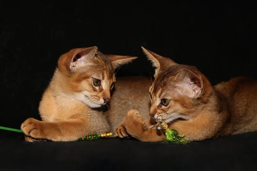 Абиссинский котенок москва. Абиссинская кошка. Абиссинская кошка 3. Метис бенгала и абиссинца. Абсианка кошка.