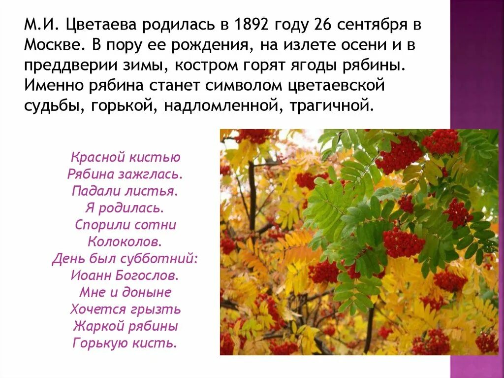 Цветаева красною кистью рябина зажглась. Стих красною кистью. Цветаева м. и. - красною кистью…. Стихотворение цветаевой рябину рубили