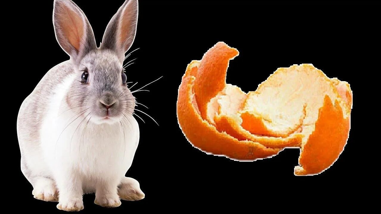 Кожура кроликам. Кролик ест мандарин. Мандариновый кролик. Кролик с мандаринами. Кролик с бананом.