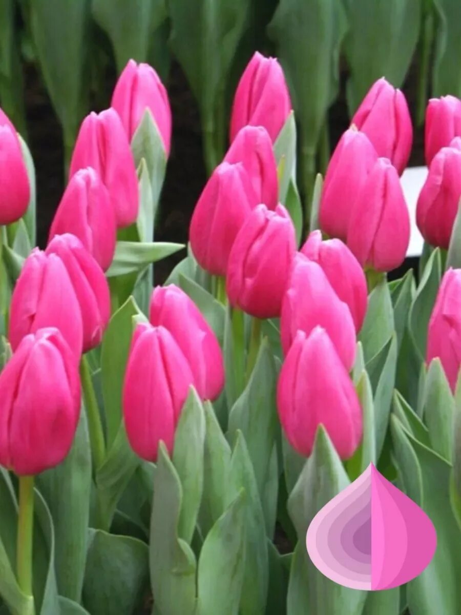 Тюльпан пинк твист. Пинк твист. Тюльпан pink marlene. Тюльпан пинк ардор. Пинк твист.