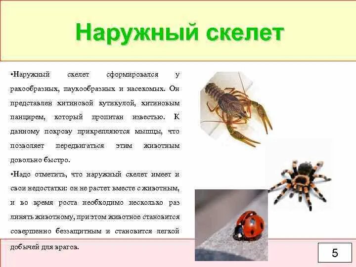 Функция опорно двигательной системы паукообразные. Наружный скелет. Наружный скелет паукообразных. Наружный скелет у насе.