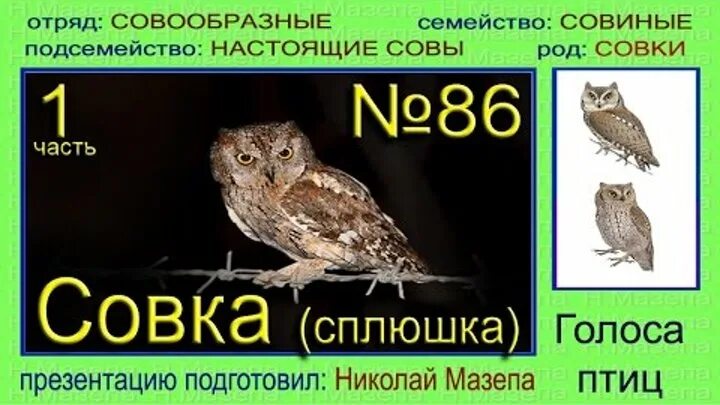 Сплюшка обыкновенная. Сова сплюшка сычик. Сова сплюшка. Филин сплюшка. Европейская сплюшка.