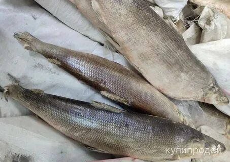 Нельма и муксун