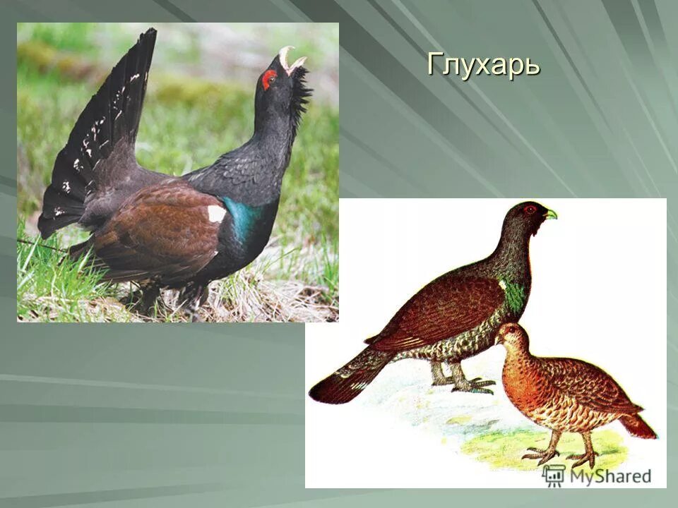 глухарь куропатка рябчик. какие птицы относятся к домашним. классификация сельскохозяйственной птицы. классификация сельскохозяйственной птицы. тетерева относятся к выводковым птицам.