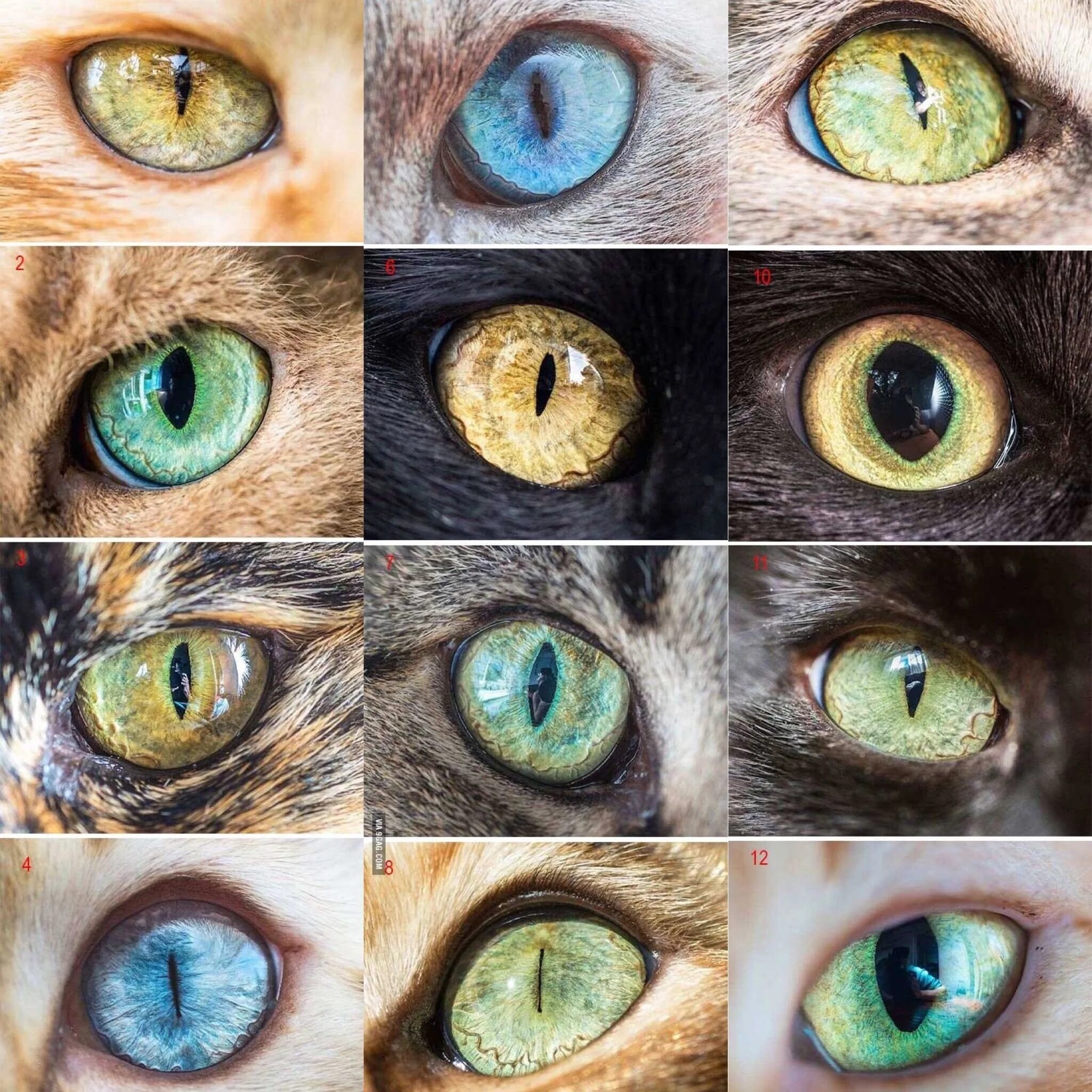 Радужка кошки. Глаз кота референс. Кошачий глаз. Необычные глаза животных. Зрачок кошки.