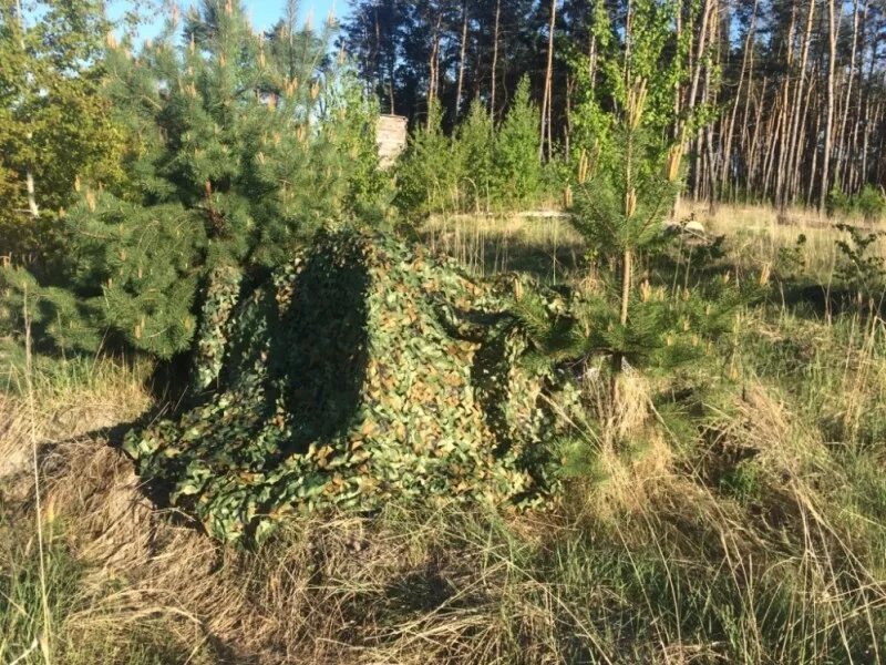 Сетки хвойные. Маскировочная сеть 3д. Маскировочные сети под сосны. Сосна в сетке. Маск сеть сосна.