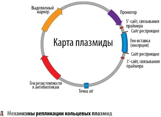 Векторы плазмиды. Структурные гены плазмиды. Схема строения плазмиды. Структура плазмиды бактерий. Плазмида строение.