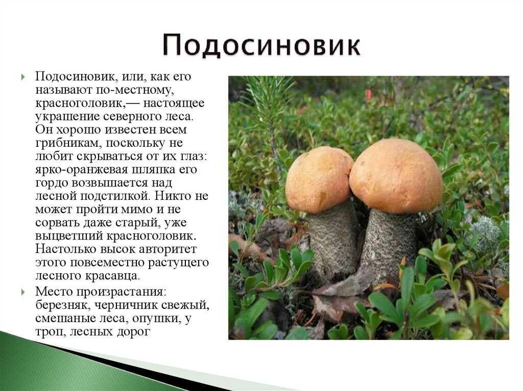 Сообщение о грибах 5. Подосиновикраткое описание. подосиновик краткое описание. сообщение о грибе подосиновике 5 класс биология. съедобные грибы подосиновик.