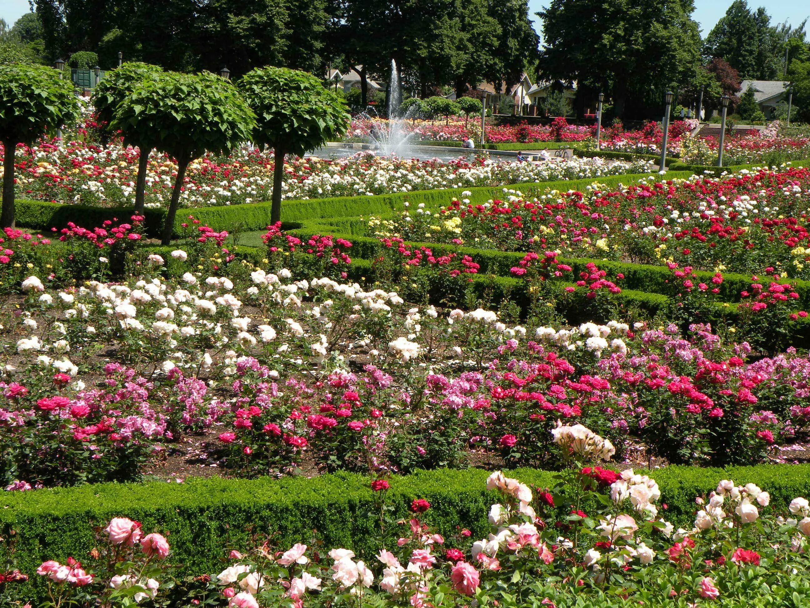 Лучшие розы для сада. Риджентс парк розарий. Риджентс парк сад королевы Марии.