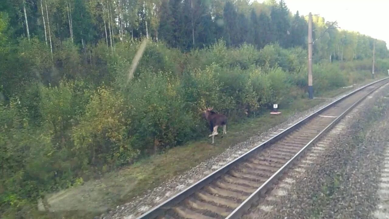 Лось железнодорожный. Лось сбитый поездом Аллегро.