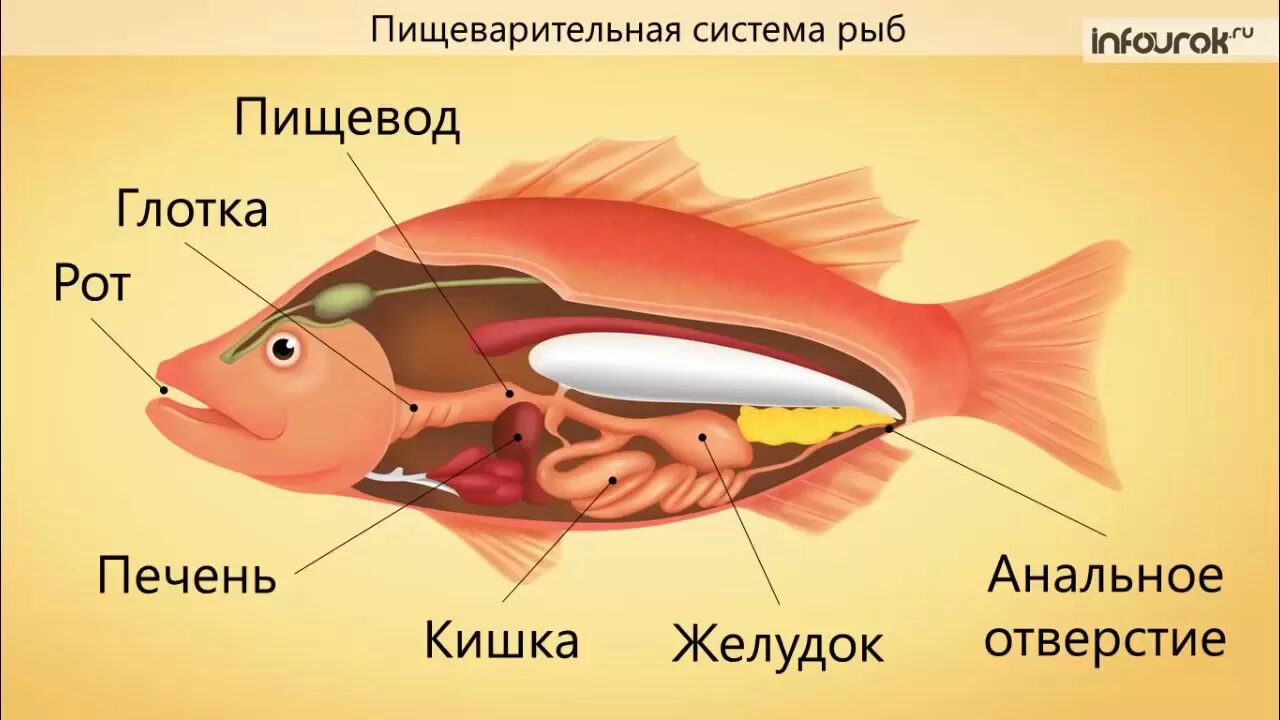 Внутреннее строение рыбы пищеварительная система. Пищеварительная система раб. Строение органов пищеварительной системы рыбы. Органы пищеварительной системы рыб схема. Отверстие в печени