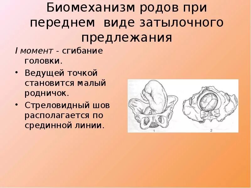 Предлежание 1 позиция. Биомеханизм родов Акушерство. Биомеханизм родов стреловидный шов. Передний вид затылочного предлежания. При переднем виде затылочного предлежания.