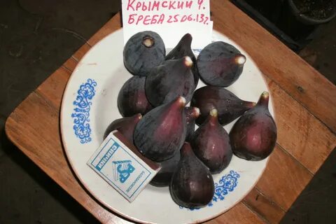 Инжир черный принц описание сорта