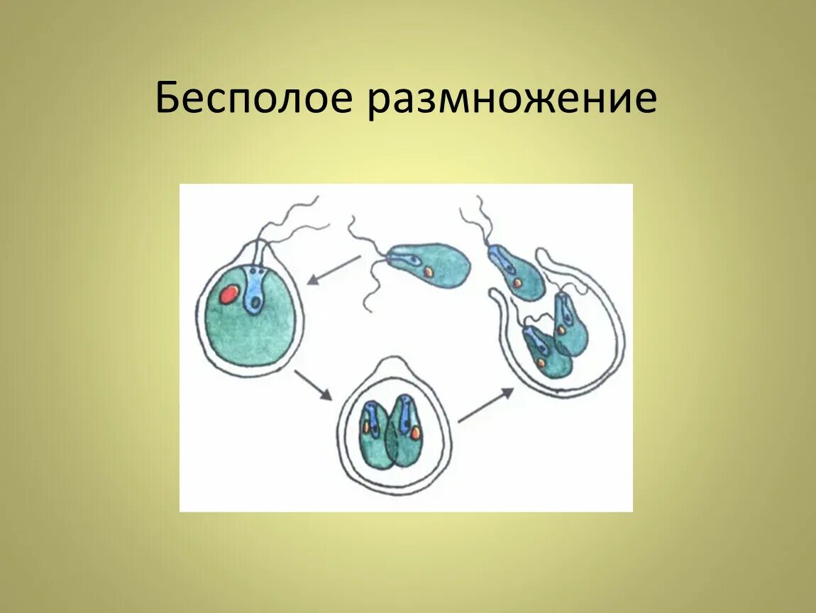 Бесполое размножение это в биологии. Неполовое размножение. Бесполое размножение рисунок. Размножение бесполое размножение.