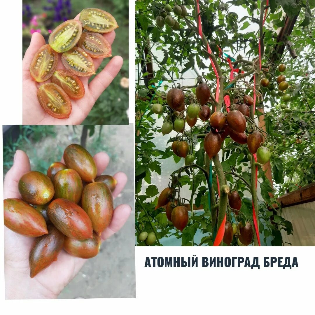 Сорт томатов атомный виноград бреда описание. Помидоры атомный виноград брэда. сорт томата атомный виноград бреда. томат brad&#039;s atomic grape. томат атомный виноград бреда семена.