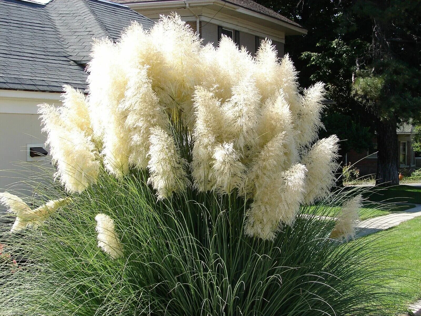 Пампасная трава купить семена. Кортадерия белая лебедь. Кортадерия Селло White Feather.