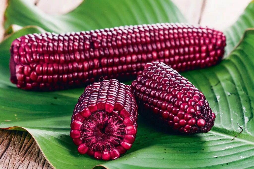 1 початок. Кукуруза сорт Земляничная. Кукуруза Хопи. Сорт кукурузы Маис. Фиолетовая кукуруза.