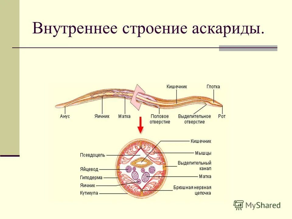 Какой цифрой на схеме обозначена глотка аскариды Какой цифрой на схеме обозначена глотка аскариды