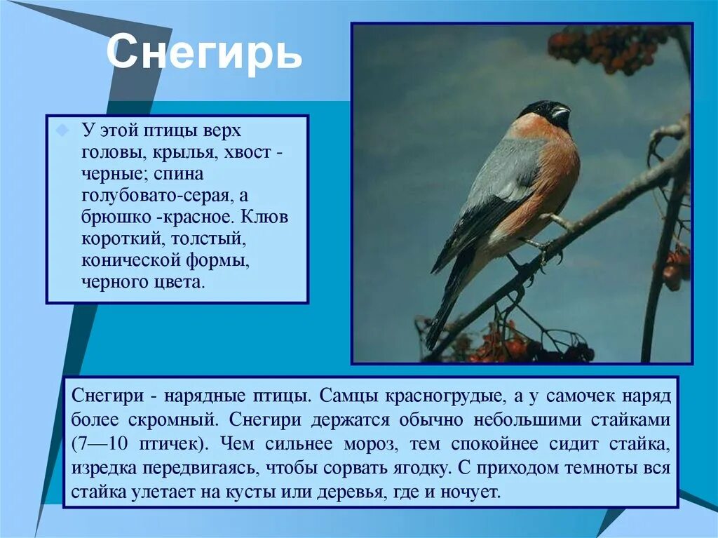 Описание снегиря. У этой птицы верх верх головы, Крылья, хвост - черные. У этой птицы верх головы Крылья хвост черные спина голубовато. Хвост снегиря. Особенности птицы снегирь