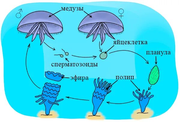 Цикл развития сцифоидных. Цикл развития сцифоидной медузы. Жизненный цикл сцифоидной медузы Аурелии. Жизненный цикл сцифоидных медуз схема.