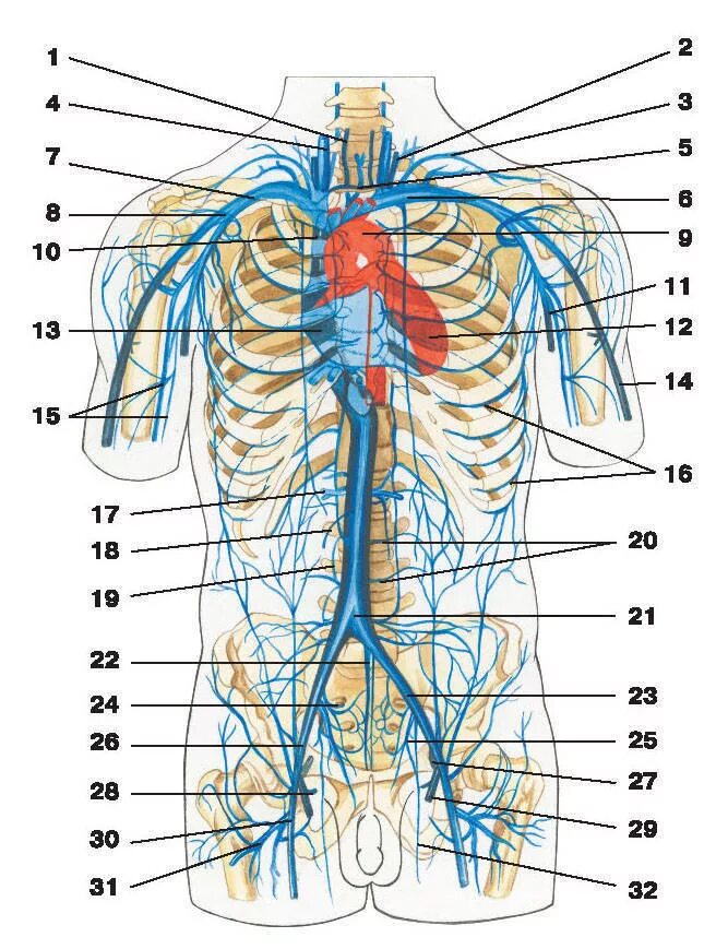 Верхняя и нижняя полая Вена анатомия схема. Верхняя полая Вена анатомия. Система кровообращения венозная система. Верхняя полая Вена анатомия схема.