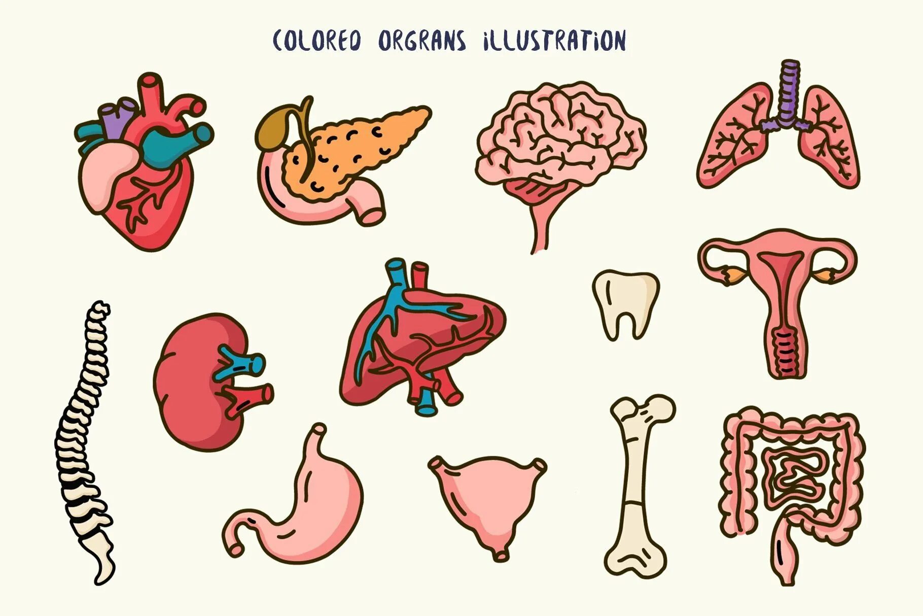 Органы человека картинка. Органы человека картинки по отдельности. Внутренние органы Стикеры. Человеческие органы иконки. Стикеры органы человека.