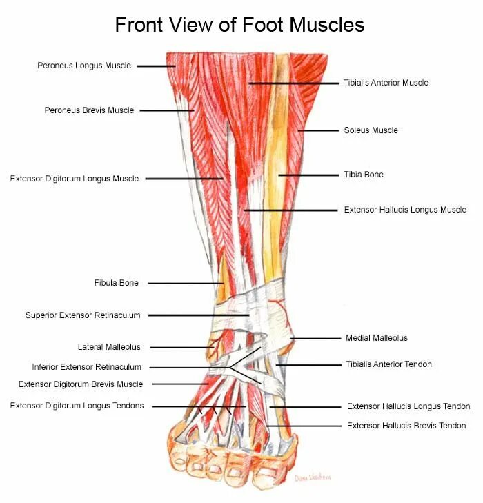 Foot muscle. Сухожилие peroneus Longus. Тибиалис антерииор сухожилие. Anterior peroneus Longus.