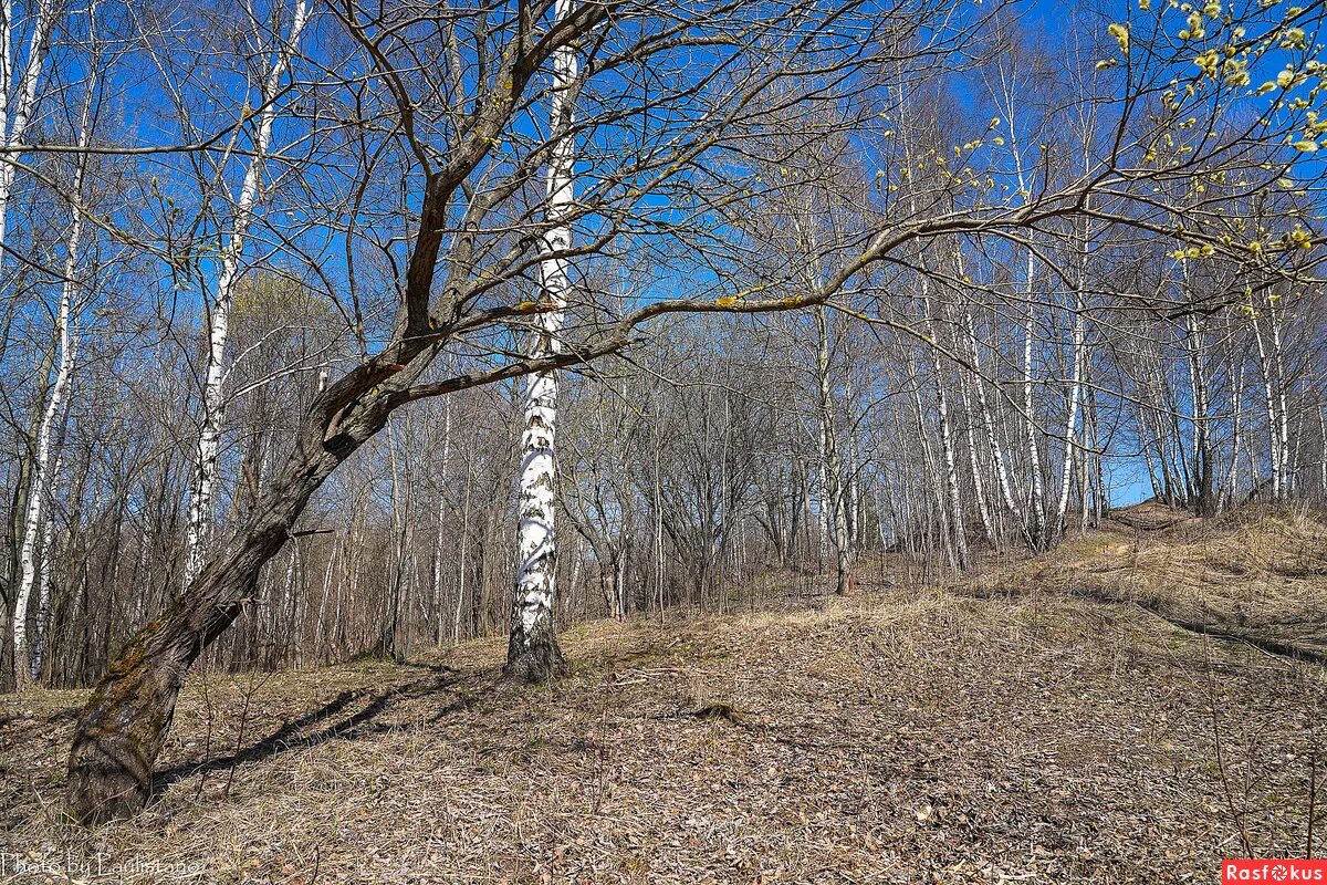 Березка апреля. Бирюлевский лесопарк. Береза в апреле. Апрель природа прогулка. Природа в апреле Белгород.