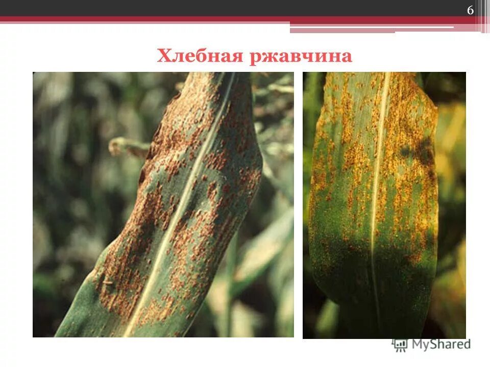 хлебная ржавчина гриб. хлебная ржавчина гриб паразит. бурая ржавчина (puccinia triticina). стеблевая головня пшеницы. ржавчинные грибы puccinia.