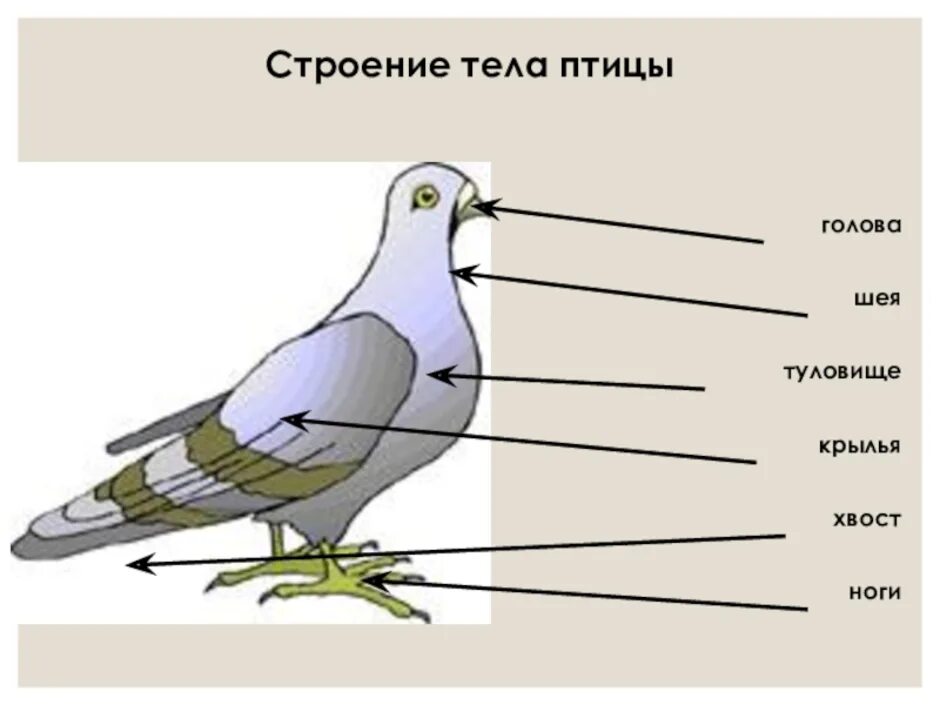 Схема внешнего строения птицы. Строение птицы 1 класс задание. Строение птицы 1 класс. Части тела птицы.