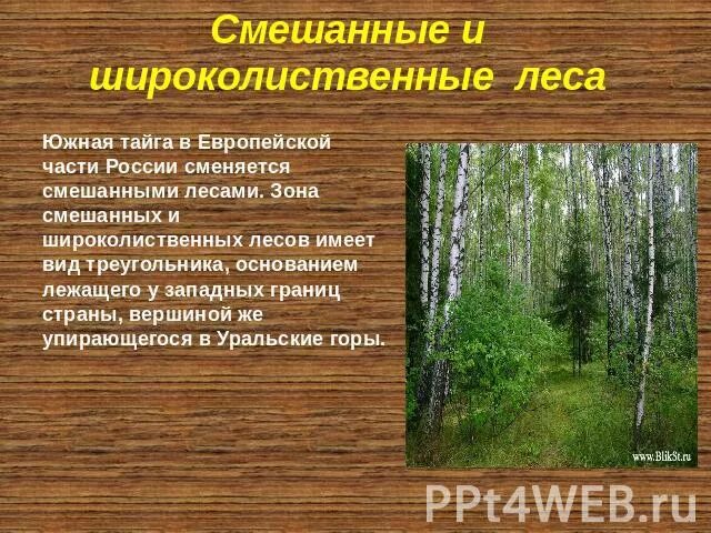 Урок смешанные и широколиственные леса 8 класс. Широколиственные леса рельеф. Рельеф смешанных лесов в России. Зона смешанных и широколиственных лесов рельеф. Природные условия смешанных и широколиственных лесов.