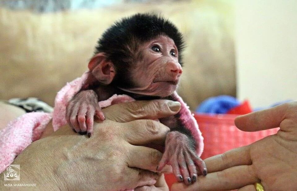 обезьянка люся из тайгана. люся из тайгана обезьянка последнее сегодня. обезьяна гамадрила люся. парк тайган крым обезьянка люся. обезьянка люся гамадрил парк тайган.