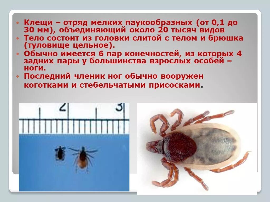 Паукообразные клещи представители. Класс паукообразные отряд клещи. паукообразные клещи строение. биология 7 класс паукообразные клещи. класс паукообразные строение клеща.