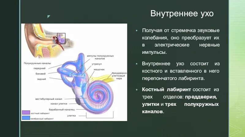 Анализатор усиливающий звуковые колебания. Строение внутреннего уха. Внутреннее ухо состоит. Улитка внутреннего уха. Орган слуха усиливающий звуковые колебания