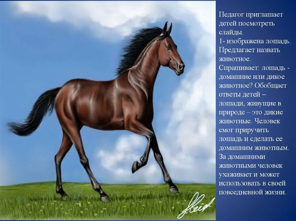 Как животные помогают человеку. Лошадь это домашнее животное или дикое. как животные помогают человеку старшая группа. как животные помогают человеку старшая группа конспект занятия. лошади это дикие или домашние животные.