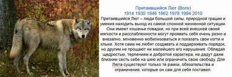 Когда будет год волка