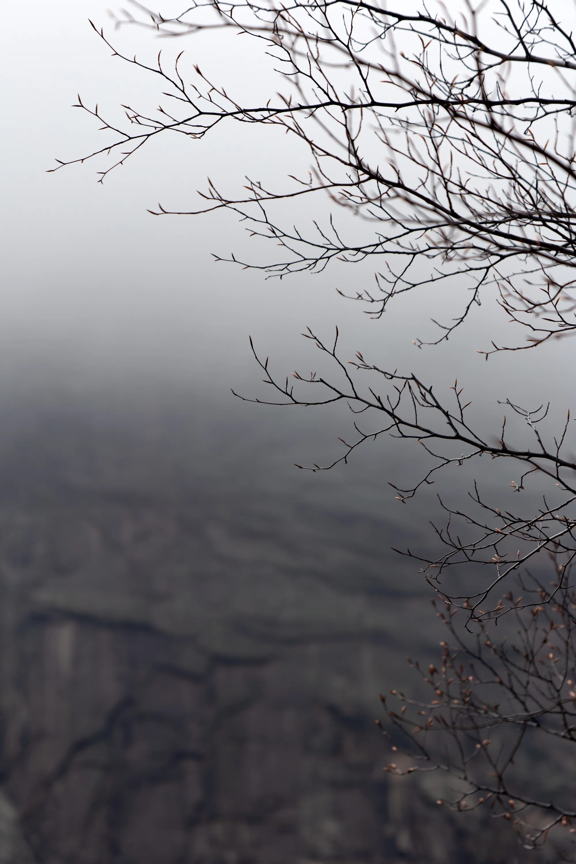 Ветвь туманного дерева. Серое дерево. Деревья в тумане. Серый туман. Серые мрачные деревья.