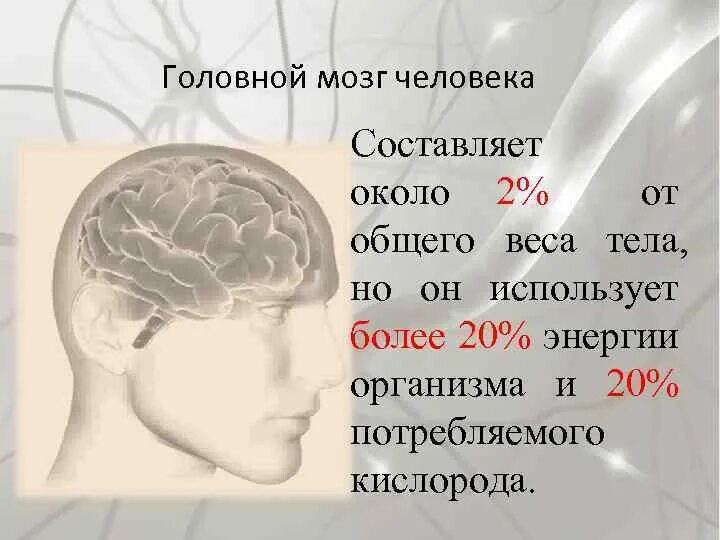 Сколько потребляет мозг. Составляющие мозга человека. Мозг человека и масса тела. Мозг человека без кислорода.