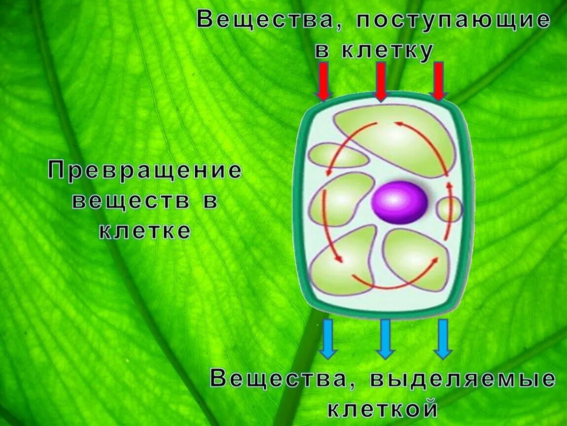 Клетка 5. Питание клетки 6 класс биология. Жизнедеятельность клетки. Жизнедеятельность клетки 5 класс биология. Питание растительной клетки.