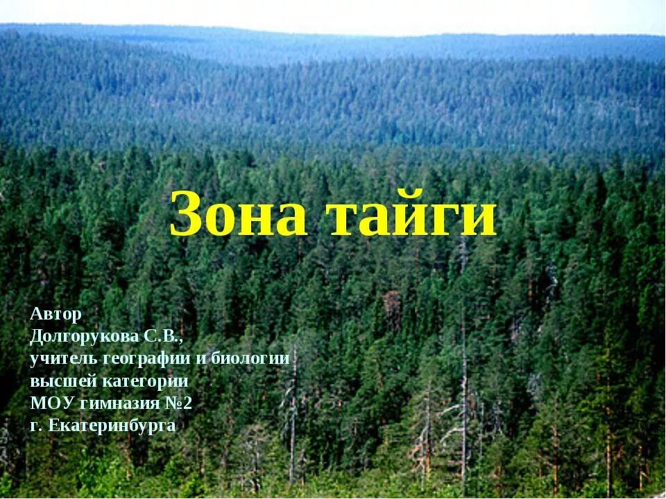 Тайга информация. Зона тайги. тайга презентация. тайга природная зона. проект природная зона тайга.